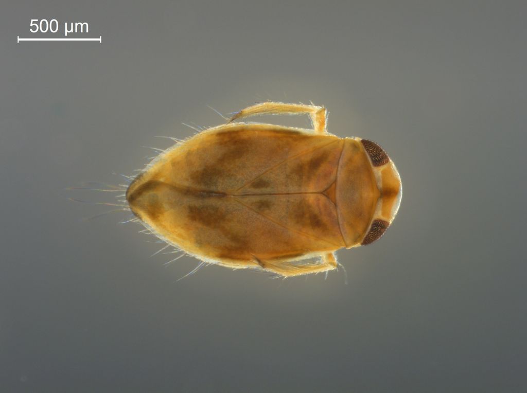 Micronecta poweri